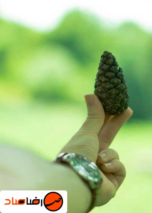 عکاسی بوکه چیست عکس